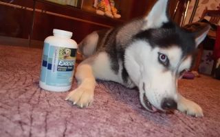 Di quali vitamine hanno bisogno gli husky: per la lana, con alimentazione naturale