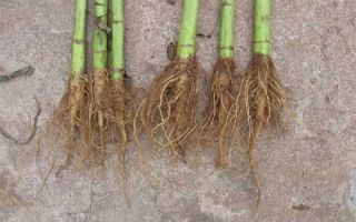 Radice di girasole: proprietà medicinali e controindicazioni, da cosa e come prendere, come preparare, recensioni, foto