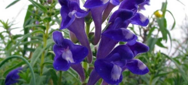 Baikalschädelkappe: heilende Eigenschaften, Anwendung und Bewertungen