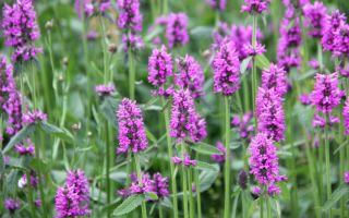 Herb başlangıç: kullanışlı özellikler, uygulama ve kontrendikasyonlar