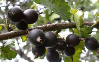 Йоща: полезни свойства и противопоказания