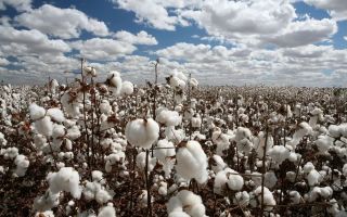 Φαρμακευτικές ιδιότητες και χρήση βαμβακιού στη λαϊκή ιατρική