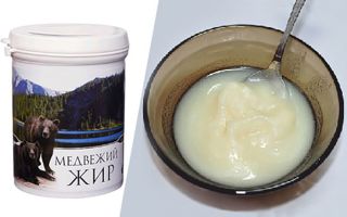 I benefici e i danni del grasso d'orso, recensioni, come prenderlo