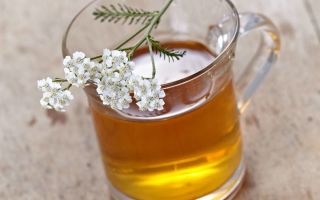 Marsh rosemary: medicinal properties and contraindications, photo