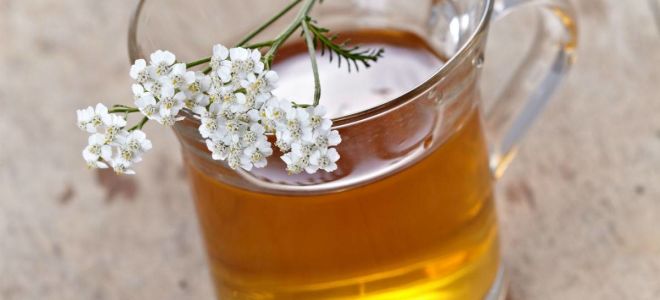 Sumpfrosmarin: medizinische Eigenschaften und Kontraindikationen, Foto