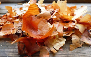 Perché la buccia di cipolla è utile, proprietà medicinali e controindicazioni