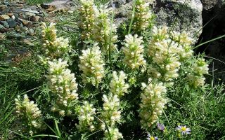 Panzerina (panzeria) вълнена: лечебни свойства, приложение, рецензии