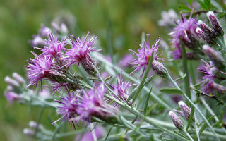 Salice amaro (Saussurea), amaro: proprietà medicinali, applicazione