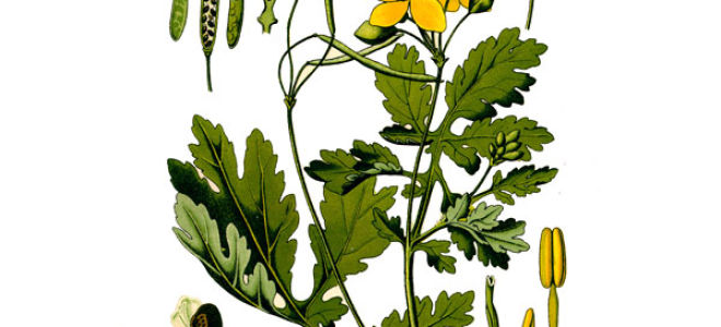 Schöllkraut: Nutzen und Schaden, medizinische Rezepte, Anweisungen