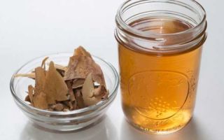 Proprietà medicinali dell'olmo eucommia e indicazioni per l'uso