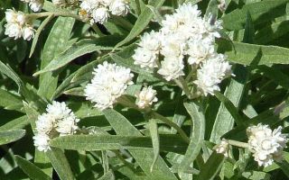 - Grass creeper marsh: medicinal properties, application, reviews and photos