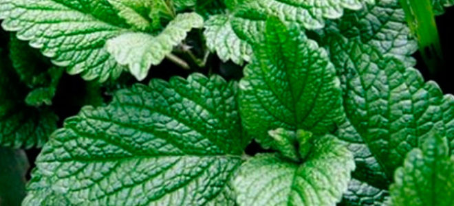 Nützliche Eigenschaften von Minze und Kontraindikationen, Anwendung