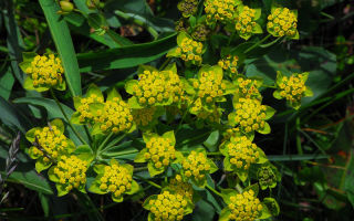 Hierba Volodushka: propiedades medicinales, contraindicaciones, aplicación.