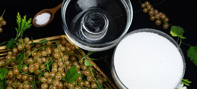 Бяла касис: полезни свойства и противопоказания