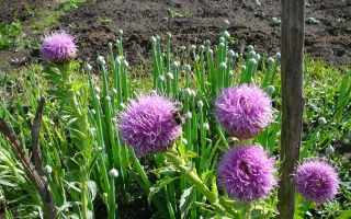 Билка Leuzea (корен от марал): индикации за употребата на екстракта, свойства