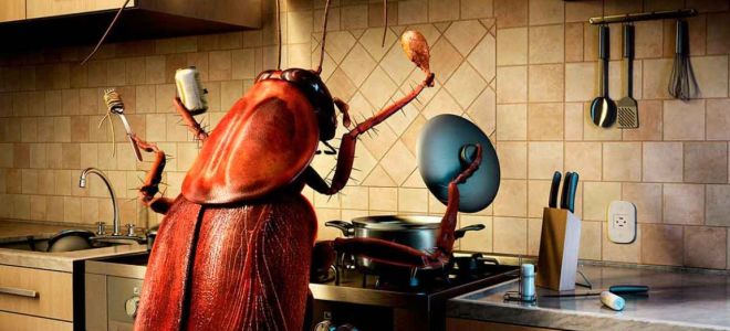 От какви миризми се страхуват хлебарки?