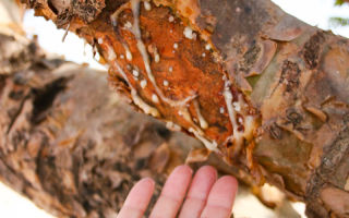 Босвелия свещена: ползите и вредите от екстракта, маслата, страничните ефекти