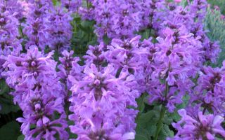 Purist (αρχικό) φάρμακο: χρήση και αντενδείξεις, φωτογραφία