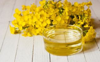 Olio di camelina: proprietà utili e controindicazioni