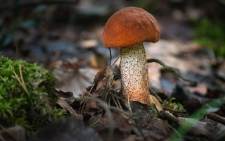 Τα οφέλη και οι βλάβες του boletus στο σώμα