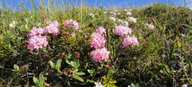 Rhododendron Adams (duftender Rosmarin): Beschreibung, wo er wächst, ein Foto des Grases