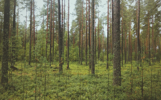 Какви са ползите от иглолистните гори