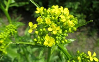 Ползите и вредите от източните свербиги (супер)