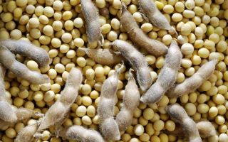 Warum ist Sojamilch nützlich?