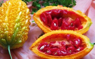 Momordica: φωτογραφία, χρήσιμες ιδιότητες και αντενδείξεις, εφαρμογή