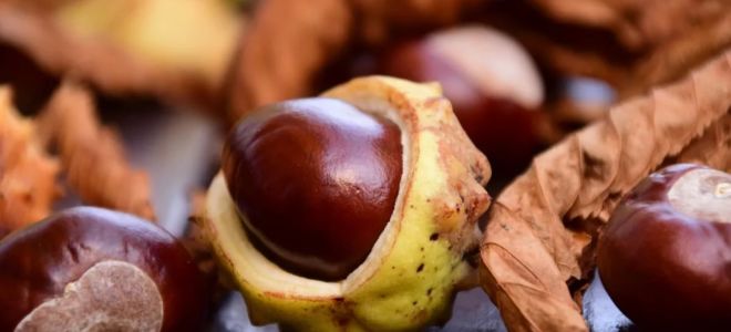 Полезни свойства на ядливия кестен, как да готвя, съдържание на калории