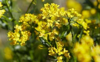 الاغتصاب: خصائص وموانع مفيدة ، وصفات