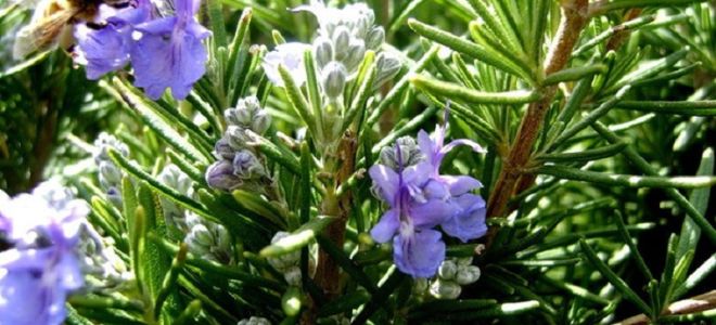 Розмарин: полезни свойства и противопоказания, растителна снимка