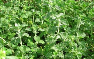 خصائص مفيدة لمصنع شاندرا وموانع