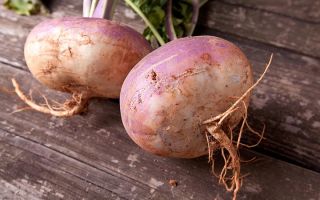 Rutabaga: какъв вид зеленчук е и как изглежда, снимка, как е полезен