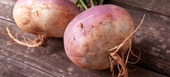 Rutabaga: какъв вид зеленчук е и как изглежда, снимка, как е полезен