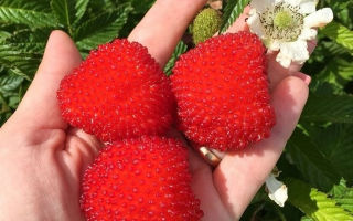 Proprietà utili dei lamponi tibetani e controindicazioni