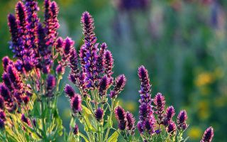 Sauge: propriétés utiles et contre-indications, mode d'emploi