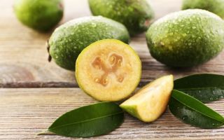 Feijoa: proprietà utili e controindicazioni per donne, uomini