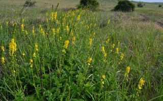 Agrimony gewöhnlich: medizinische Eigenschaften und Anwendung, Bewertungen