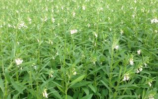 Сусамови семена: полезни свойства и противопоказания, как да се използва