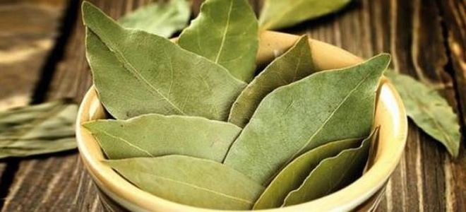 Полезни свойства и приложение на дафиновите листа в традиционната медицина