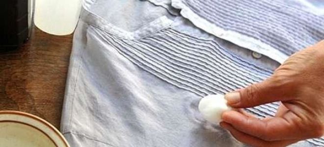 So entfernen Sie Katzenuringeruch von der Kleidung