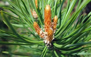 Πεύκο: φαρμακευτικές ιδιότητες, χρήση στη λαϊκή ιατρική