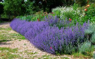 Catnip: medicinal properties and contraindications, application, photo