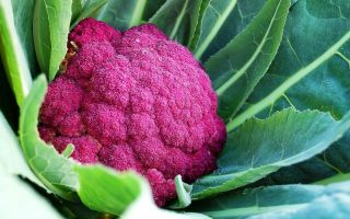 Γιατί το κουνουπίδι είναι χρήσιμο