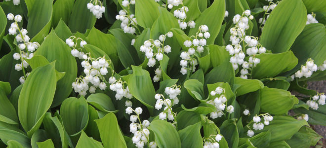 Medizinische Eigenschaften, Nutzen und Schaden von Maiglöckchen für den Menschen