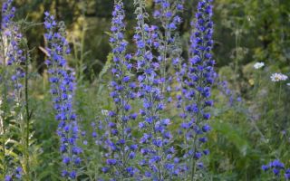 Hematoma común: propiedades medicinales de la planta, beneficios y daños.