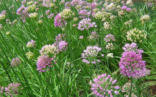 Φύλλα κρεμμυδάκια: οφέλη για την υγεία και βλάβες στον διαβήτη, συνταγές