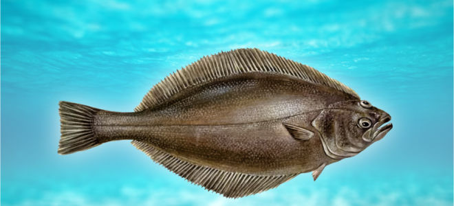 Риба от камбала: описание, ползи и възможна вреда за организма