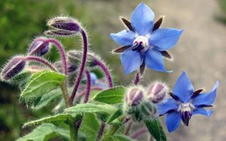 Gurkenkraut (Borago): Nutzen und Schaden, Anwendung